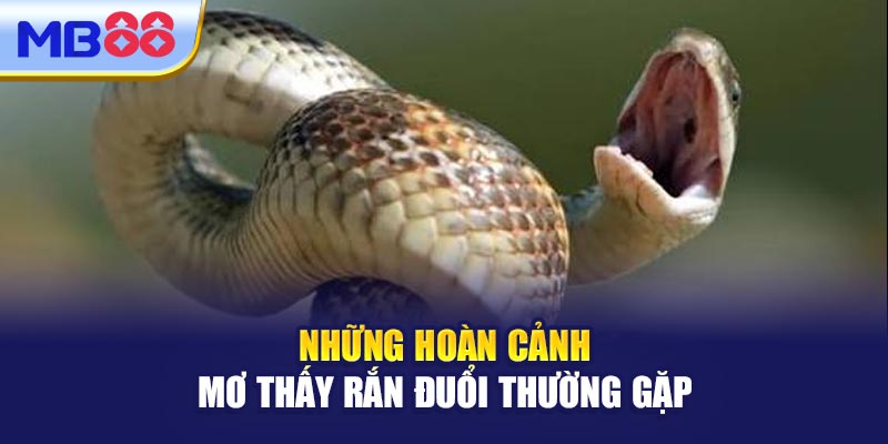 Những Hoàn Cảnh Mơ Thấy Rắn Đuổi Thường Gặp